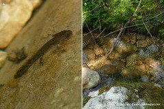 Salamandra salamandra