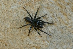 Atypus sp.