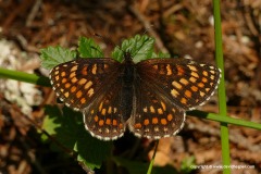 Melitaea athalia