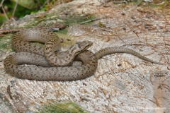 Coronella austriaca