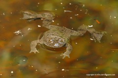 Bombina variegata