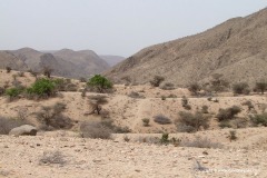 Near Berbera