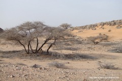 Near Berbera