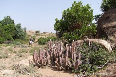 Near Sheikh