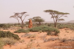 Near Burco