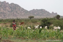 Near Borama