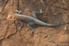 Agama lanzai