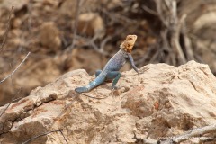 Agama lanzai