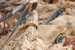 Agama lanzai