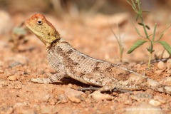 Agama rueppelli