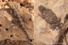 Agama rueppelli