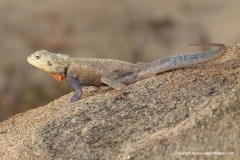 Agama somalica