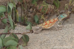 Agama somalica