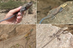 Agama somalica