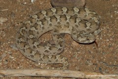 Echis cf. varius