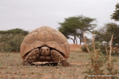 Stigmochelys pardalis