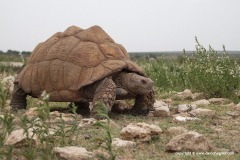 Stigmochelys pardalis