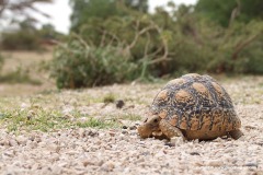 Stigmochelys pardalis