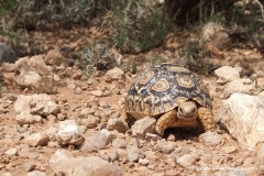 Stigmochelys pardalis