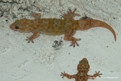 Hemidactylus barodanus