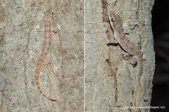Hemidactylus sinaitus
