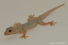 Hemidactylus flaviviridis