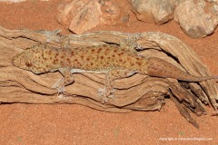 Hemidactylus macropholis