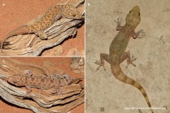 Hemidactylus macropholis