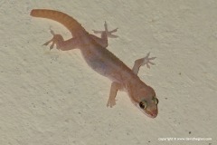 Hemidactylus robustus