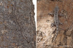Hemidactylus smithi