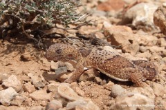 Hemitheconyx taylori