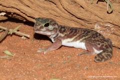 Holodactylus africanus
