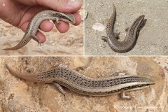 Chalcides ragazzii