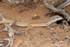 Latastia longicaudata