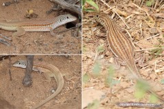 Latastia longicaudata