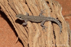 Lygodactylus somalicus