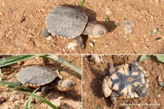 Pelomedusa somalica