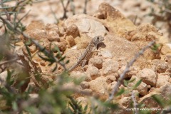 Pristurus crucifer