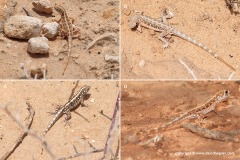 Pristurus crucifer