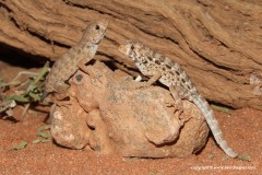 Pristurus somalicus