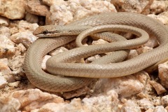 Psammophis schokari