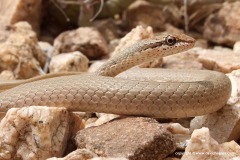 Psammophis schokari