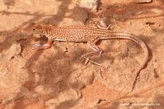 Pseuderemias brenneri