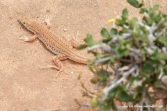 Pseuderemias mucronata