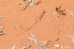Pseuderemias striatus