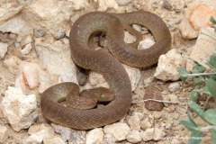 Telescopus dhara
