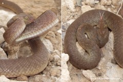 Telescopus dhara
