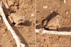 Tomopterna kachowskii