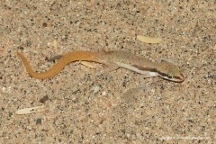 Tropiocolotes somalicus