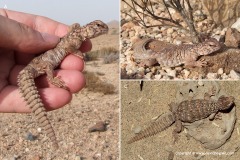 Uromastyx macfadyeni